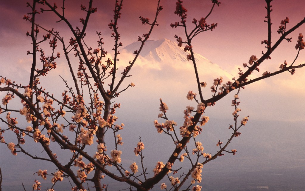 ??? (Mount Fuji and Plum Blossoms, Japan))