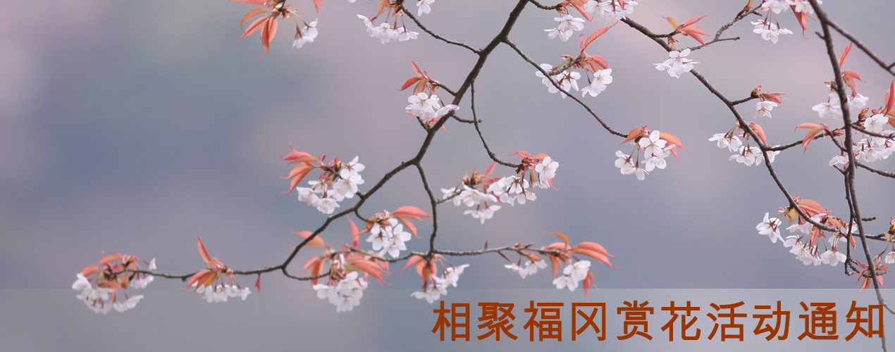 4月5日赏花与相亲大会活动通知