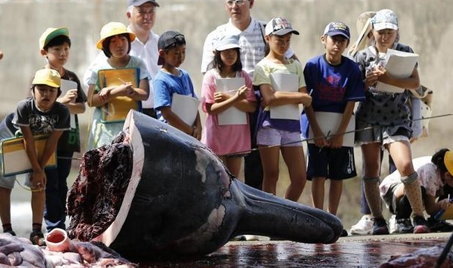 日本屠鲸厂邀学生观摩宰杀过程